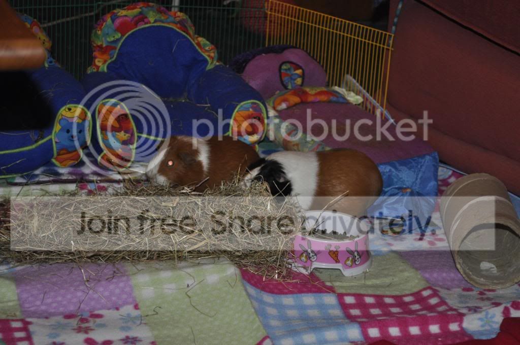 _DSC0032_zpsb51430eb.jpg