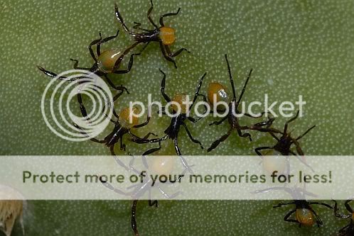 Cactus Bugs