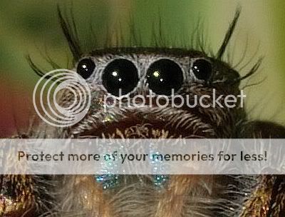 Jumping Spider Head