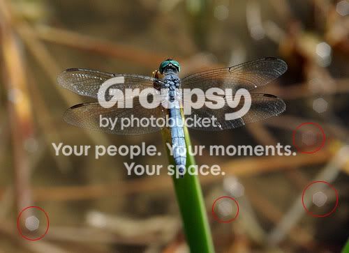 Dragonfly Orbs