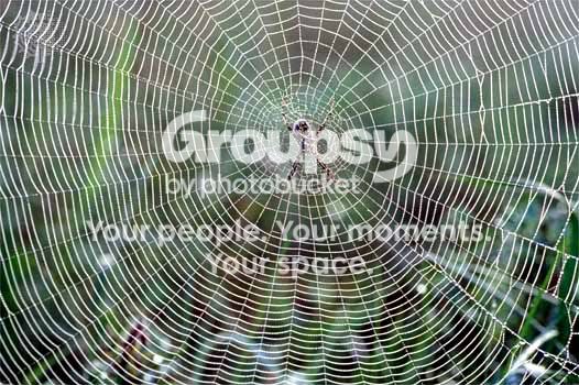 Orb Weaver Spiderweb